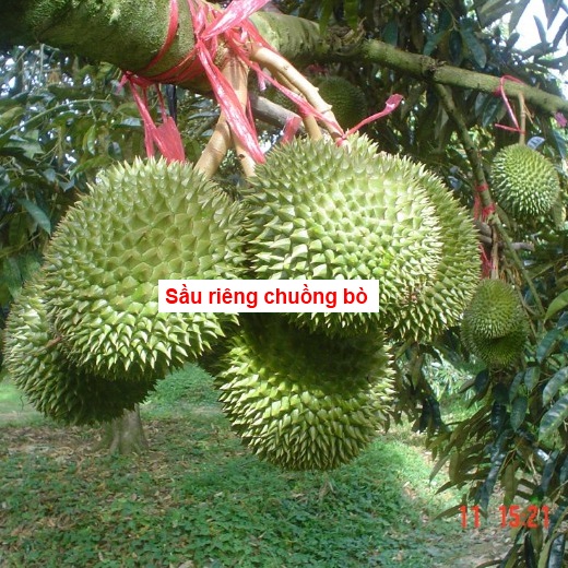 Sầu riêng chuồng bò – sầu riêng loại nào ngon nhất ?