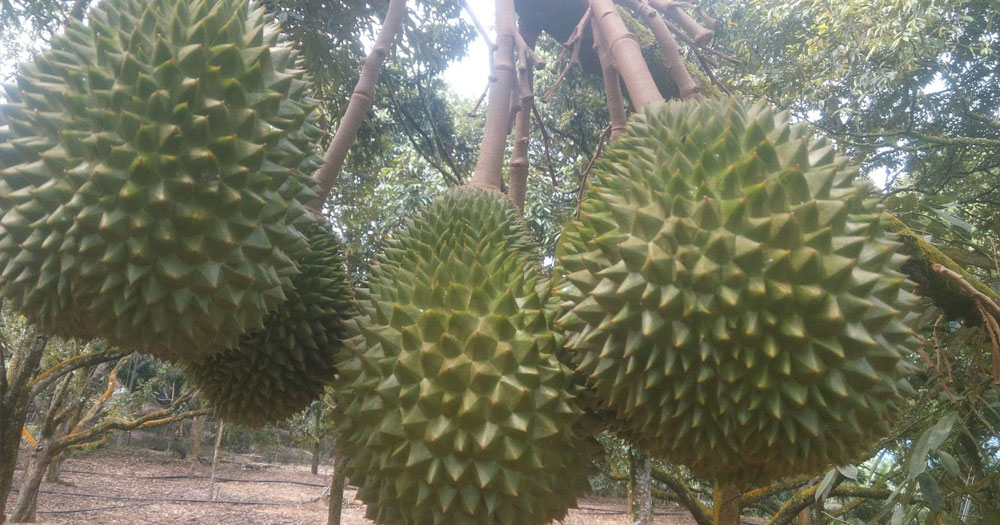 Sầu riêng Monthong Thái Lan